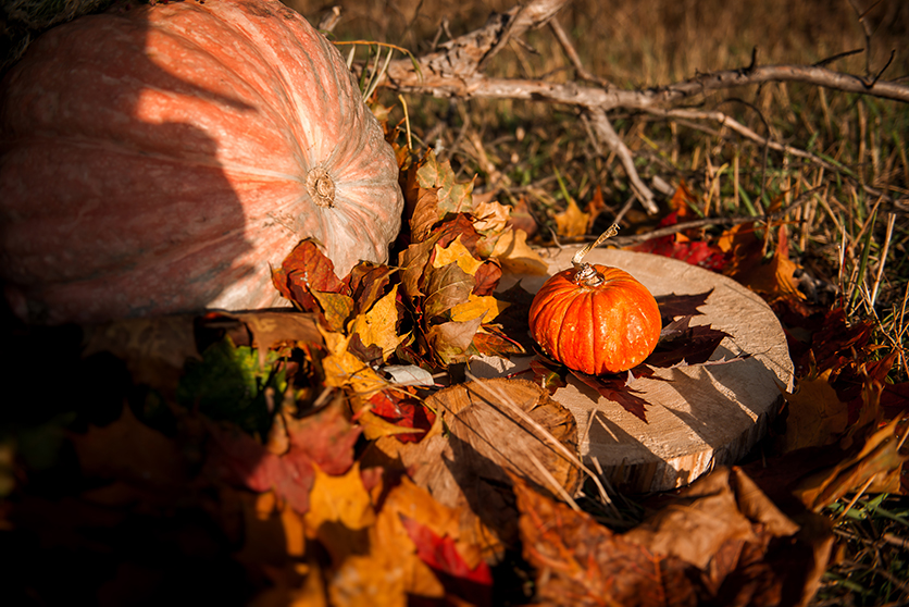 Свадебный фотограф Aleksandr Biryukov Раменское Жуковский Москва | A little autumn dream Свадьба Анны и Николая